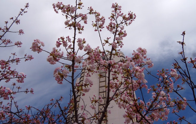 Японски вишни пред Японския хотел