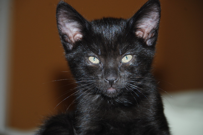 Ne se strahuvame cherna kotka da ni mine pat