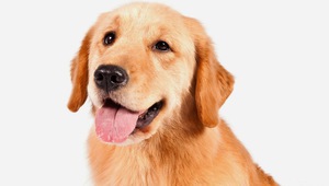 Голдън (златен) ретривър