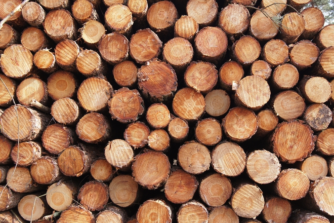 Izsichaneto na gorite se prevrashta v problem za balgariya