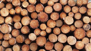 Изсичането на горите се превръща в проблем за България