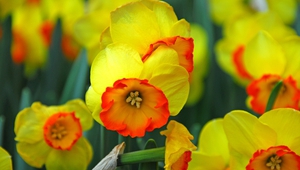 Нарциси в градините на Койкенхоф