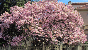 Цъфнала Магнолия