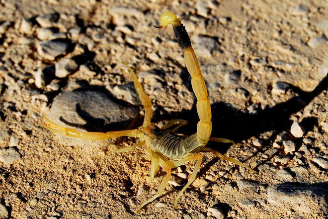 Smartonosen lovuvasht skorpion