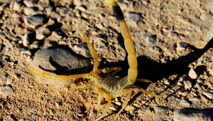 Смъртоносен ловуващ скорпион