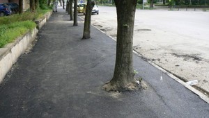 Дървета с асфалт във Видин