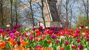 Лалета и вятърна мелница в Койкенхоф