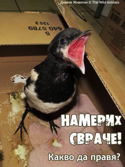 Намерих свраче! Какво да правя?