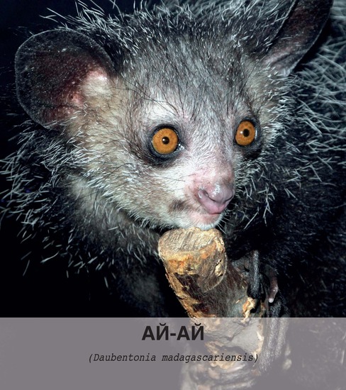 Грозното животно ай-ай