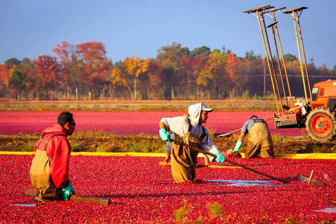 Mnogo balgari rabotyat v chuzhbina kato berachi na plodove
