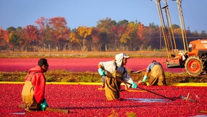 Много българи работят в чужбина като берачи на плодове