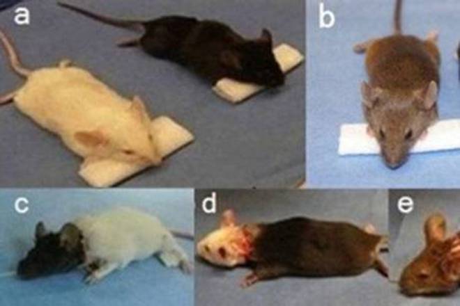 Mishki s transplantirana glava