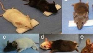 Мишки с трансплантирана глава