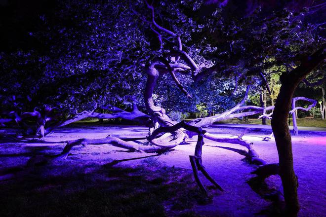 Морската градина нощем: Кривото дърво