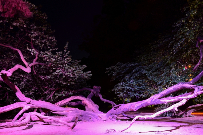 Кривото дърво с нощно осветление