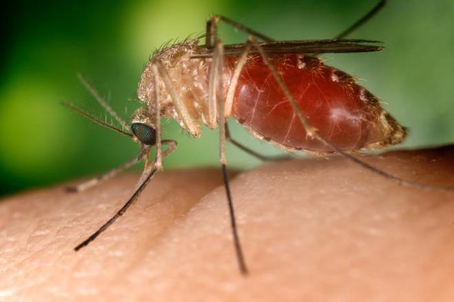 Problemat s komarite