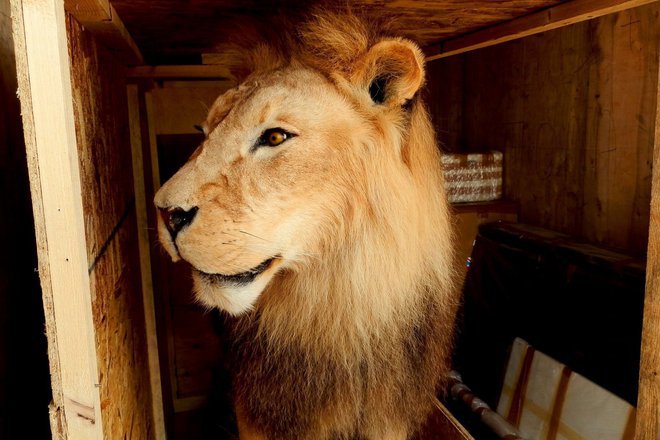 Prepariraniyat lav zadarzhan na kapitan andreevo