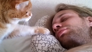 Котката е най-добрият будилник