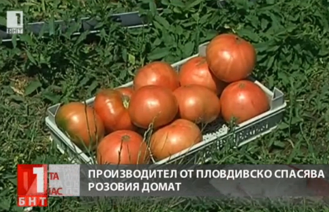 Щайга розови домати