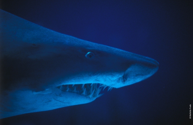 Бикова акула в едър план