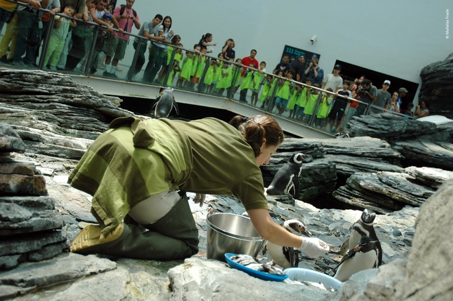 Храненето на пингвините в океанариума на Лисабон