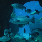Океанариумът в Лисабон - аквариум номер 1 в света