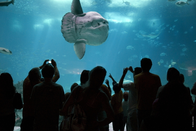 Аквариум номер 1 в света за 2015 г.