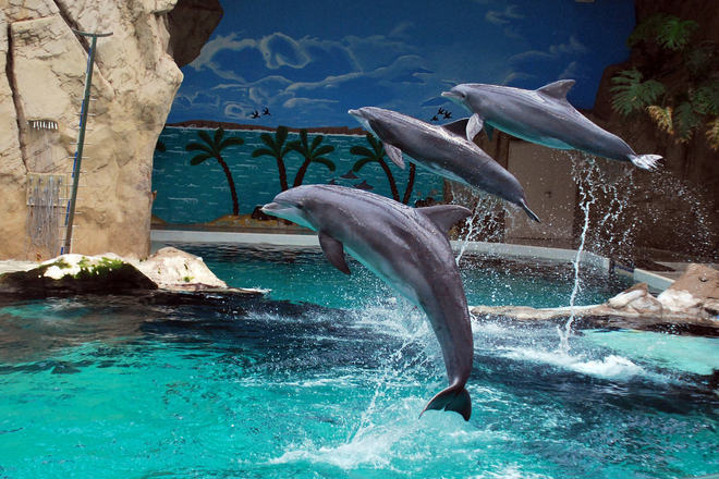 Delfini v zooparka