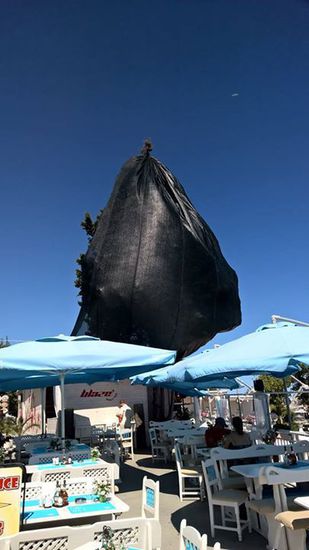Опаковаха кипарис в Несебър