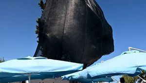 Опаковаха кипарис в Несебър