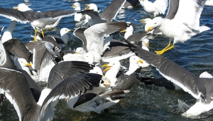 Ято чайки край брега