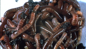 Дъждовни червеи