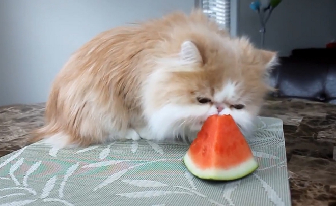 Котка яде резен диня