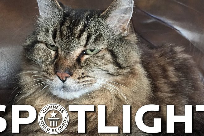 Nay starata kotka na sveta