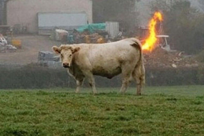 Edna krava sas seriozni stomashni problemi