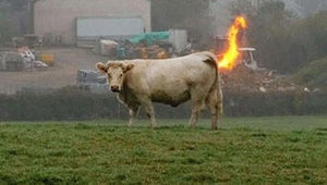 Една крава със сериозни стомашни проблеми