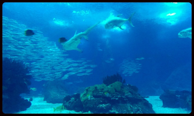 Океанариум Лисабон