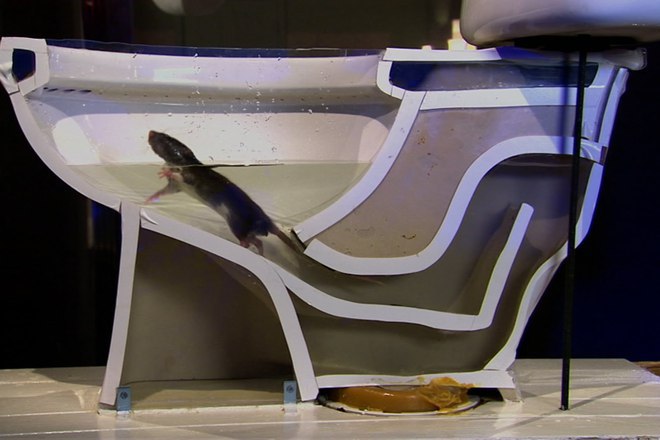 Plah izpalzyava ot toaletna chiniya