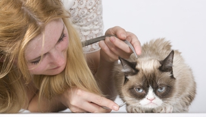 Вземат мярка на Сърдитата котка