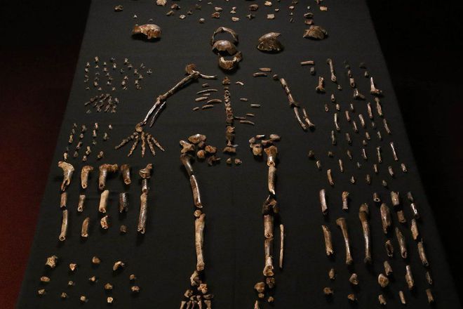 Nov chovekopodoben vid otkrit v yuzhna afrika