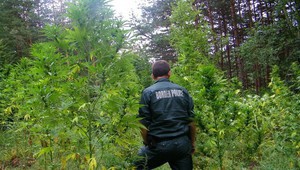 Граничен полицай пред открита нива с канабис