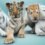Четири тигърчета