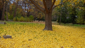 Жълт килим от листа под гинко билоба в Морската градина на Варна