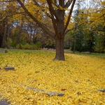 Жълт килим от листа под гинко билоба в Морската градина на Варна