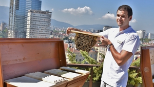 Градски пчели