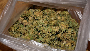 Канабис, набран от оранжерията в с. Варвара