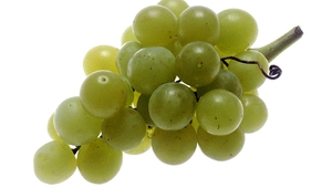 Бяло грозде