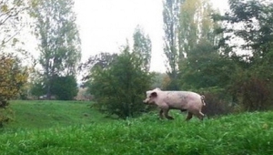 Прасето, заснето в столичния в Южен парк