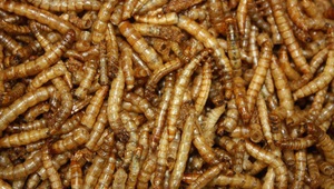 Брашнени червеи