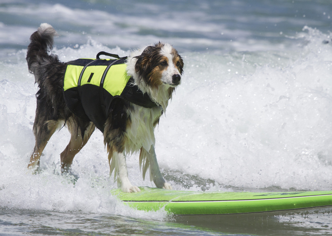 Куче на сърф